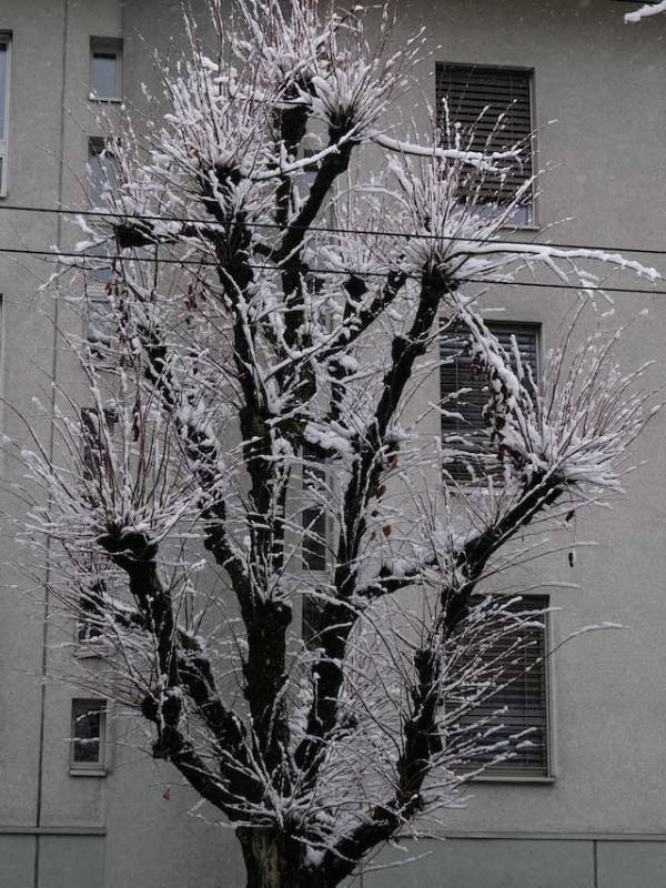 Schnee-Bäume, Stadt, Freitag, 14&nbsp;Uhr